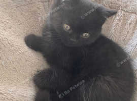 Beautiful Persian X British Shorthair