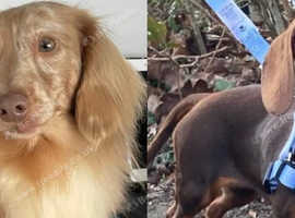 Miniature long hair dachshunds