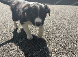 Border Collie pups for sale