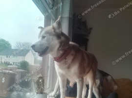 5 year old red husky