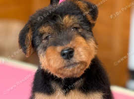 Freddie Welsh terrier puppy