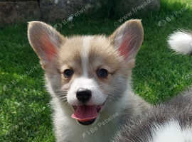 Pedigree NR Welsh Corgi Pembroke pups