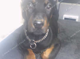 Doberman Female Pup
