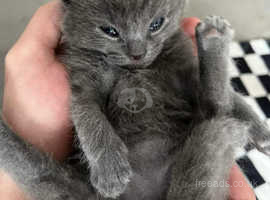 Pure grey kitten