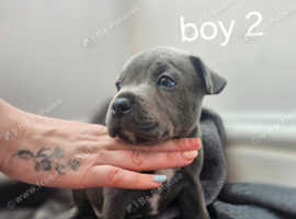 Two blue staff KC Registered boys looking for their forever home