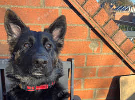 German Shepherd X Akita Puppy in King's Lynn PE30 on Freeads