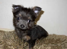 REDUCED -yorkshire terrier x chihuahua girl