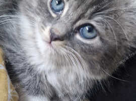 Kitten Looking for a Loving Home, 11 Weeks Old