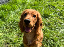 Beautiful Cocker Spaniel Puppy