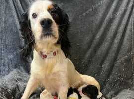 KC Registered Cocker Spaniel Puppies