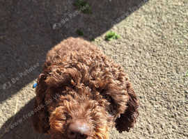 Labradoodle