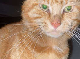 Very friendly male cat