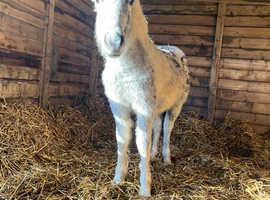 Appaloosa, Spotty, spotted pony filly to make 13.2hh