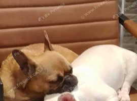French bulldog