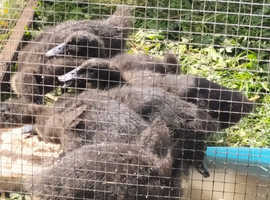 Cayuga ducks