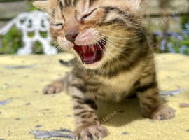 Grand Champion Sired Bengal Kittens