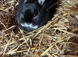 Netherland dwarf
