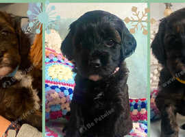 Ttoodle puppies hot sale for sale