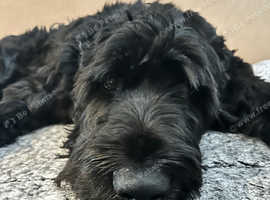 Black Russian terrier mix