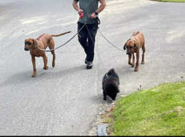 Reliable Dog Training