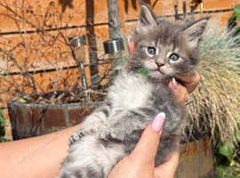 Purebred Maine Coon Kittens for Sale - Ready in July