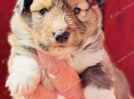 Beautiful sable Shetland sheepdog puppies