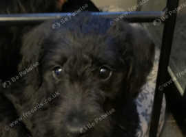 Poodle x lurcher