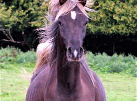 Arabian Stud Reduction