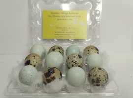 Fertile Japanese quail hatching eggs Inc Celadon