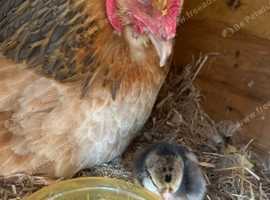 Brahma Cross hatching eggs