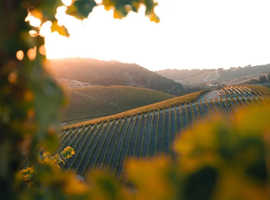 Experience the Heart of Wine Country at Paso Robles Inn