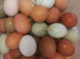 6 hatching Eggs