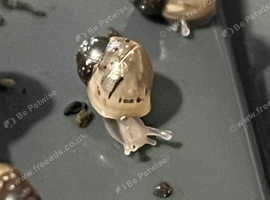 300+ Baby Giant African Land Snails - hatching as we speak!