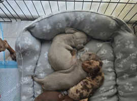 BEAUTIFUL MINIATURE DACHSHUND PUPPIES