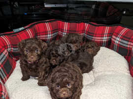 Chocolate gorgeous  puppies shih-poo