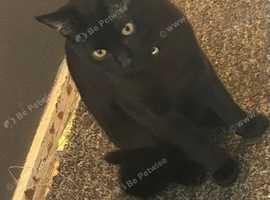 X2 black cats