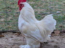Bantam cockerels