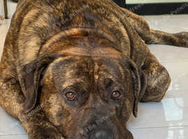 Rehome Spanish Mastiff - Presa Canario