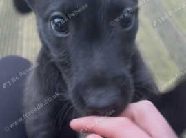 Beddy whippet cross bedfy whippet