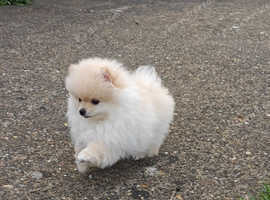 Extra Small Teddy Bear Pomeranian puppy
