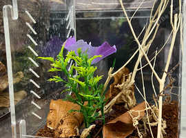 Bud Wing Mantis including Setup at Birmingham Reptiles