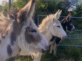Top trio of super friendly and well handled donkeys