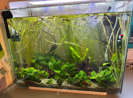 Guppies read description