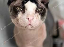 1/4 Siamese, 1/4 LaPerm and 1/2 sphynx.