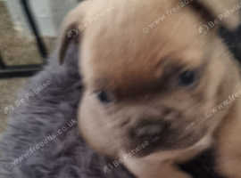 3 boy 3 girl French bulldogs