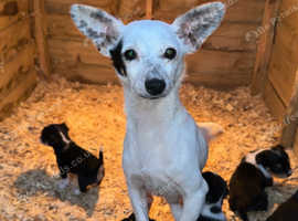 Beautiful Chihuahua X Jack Russel Puppies!! In Welshpool Sy21 On 