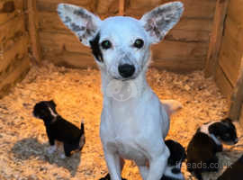 Chihuahua X jack Russell puppies!!