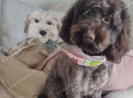 F1b Minature Labradoodles