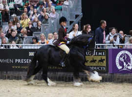 KING CHARMER. Second at hoys 2023