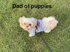 Shih tzus puppies imperial  for sale
